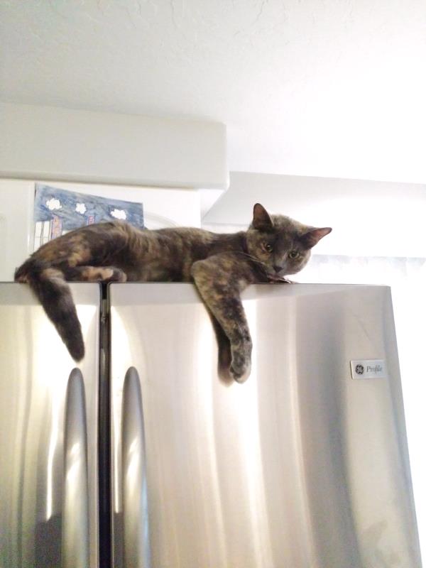 /Images/uploads/Humane Society of Utah/HSUCalendar/entries/1006thumb.jpg